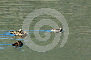 Common eiders, Faskrudsfjordur, Iceland