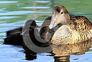 Common Eiders - Somateria mollissima