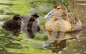 Common Eiders - Somateria mollissima