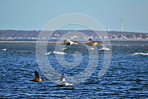 Common eiders - Somateria mollissima - flying