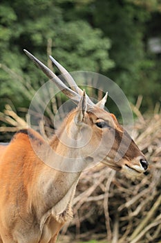 Common eland photo