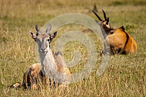 Common Eland