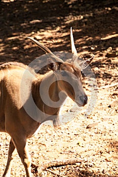 Common eland also called Taurotragus oryx