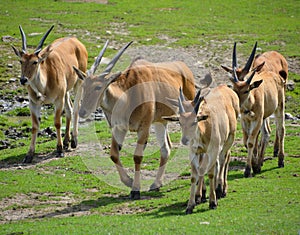 The common eland