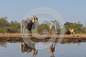 Common eland antelope in Mashatu Game Reserve