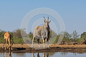 Common eland antelope in Mashatu Game Reserve