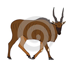 Common Eland - Antelope - Seen from side, walking