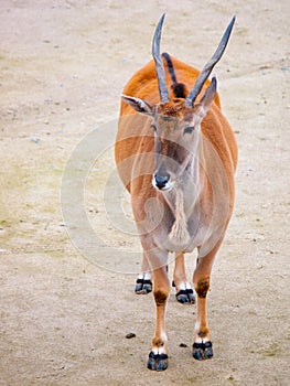 Common eland antelope, southern eland, taurotragus derbianus or taurotragus oryx