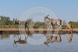 Common eland antelope in Mashatu Game Reserve