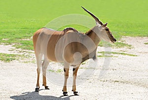 Common Eland antelope Taurotragus oryx.