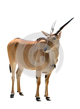 Common Eland antelope Taurotragus oryx isolated on white background.
