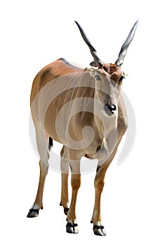 Common Eland antelope Taurotragus oryx isolated on white background.