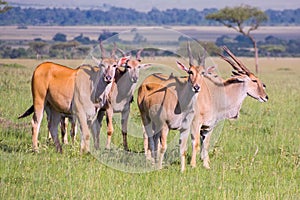 Common Eland Bachelor Herd photo