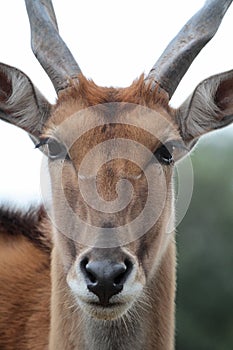 common eland