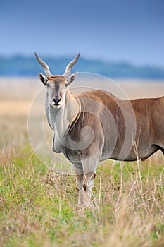 Common eland close up