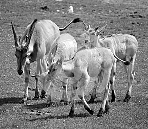 The common eland