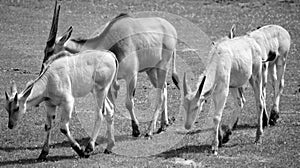 The common eland