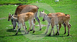 The common eland