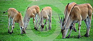 The common eland