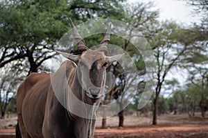 Common eland or Eland antelope, bull on the savannah of the Etosha national park