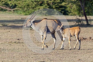 Common Eland Female and Fawn photo