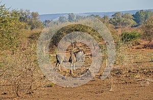 Common eland isolated in its natural habitat