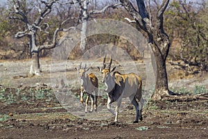 Common eland in Kruger National park, South Africa