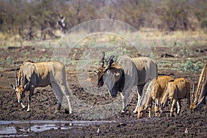 Common eland in Kruger National park, South Africa