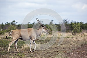 Common eland in Kruger National park, South Africa ;