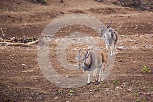 Common eland in Kruger National park, South Africa