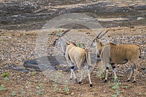 Common eland in Kruger National park, South Africa