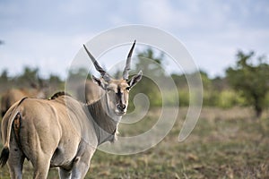 Common eland in Kruger National park, South Africa ;