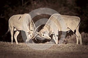 Common Eland Rutting, Black and White