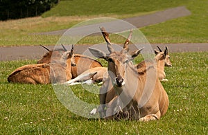 Common Eland, spiral horned deer