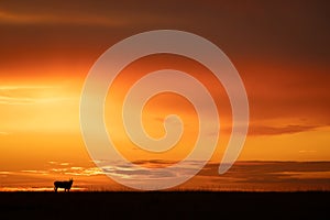 Common eland stands on horizon at sunset photo