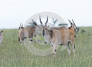 Common Eland, Taurotragus oryx