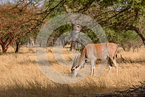 Common Eland - Taurotragus oryx