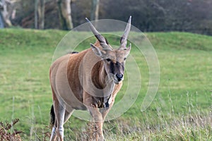 Common eland taurotragus oryx