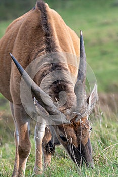 Common eland taurotragus oryx