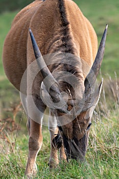 Common eland taurotragus oryx