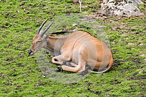 The common eland Taurotragus oryx.