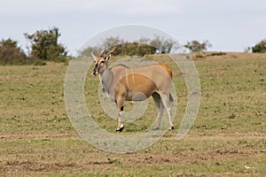 Common Eland (Taurotragus oryx) photo