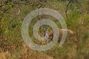 Common Eland - Taurotragus oryx