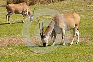 Common eland (Taurotragus oryx)