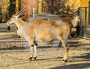 Common Eland (Taurotragus oryx)