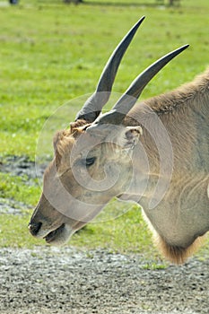 Common Eland (Taurotragus oryx)