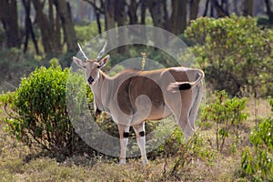 The common eland Taurotragus oryx in Africa savannah nature