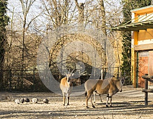 Common Eland (Taurotragus oryx)