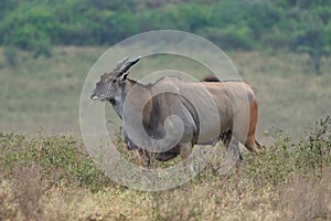 Common eland Taurotragus oryx also known as southern eland or eland antelope in savannah and plains East Africa