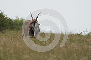 Common eland Taurotragus oryx also known as southern eland or eland antelope in savannah and plains East Africa